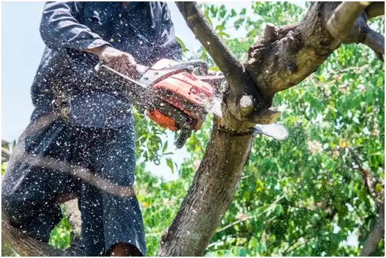 tree services Electric City